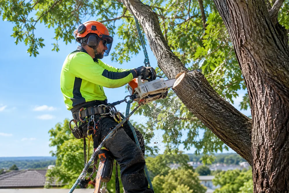 Tree Service & Arborists